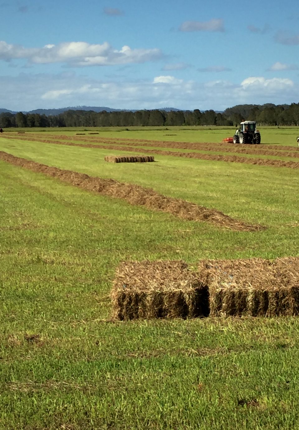 Cut paspalum hay drying in windrows on a Mid North Coast NSW paddock.